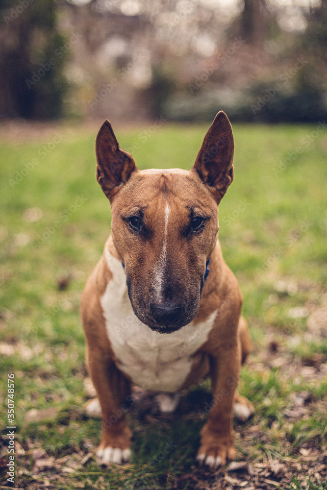 dog in the park portrait bull terrier 