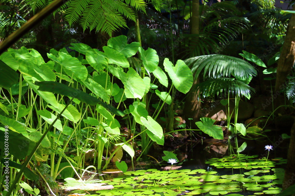 tropical forest in Adelaide Botanic Garden