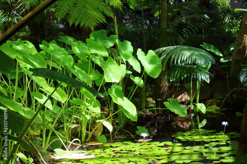 tropical forest in Adelaide Botanic Garden