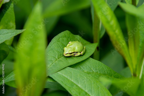 A picture of a tree frog resting on the leaf. Vancouver BC Canada 