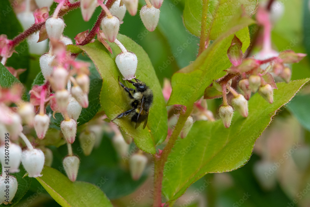 A bee flying around the flowers. Vancouver BC Canada
A bee flying around the flowers. Vancouver BC Canada