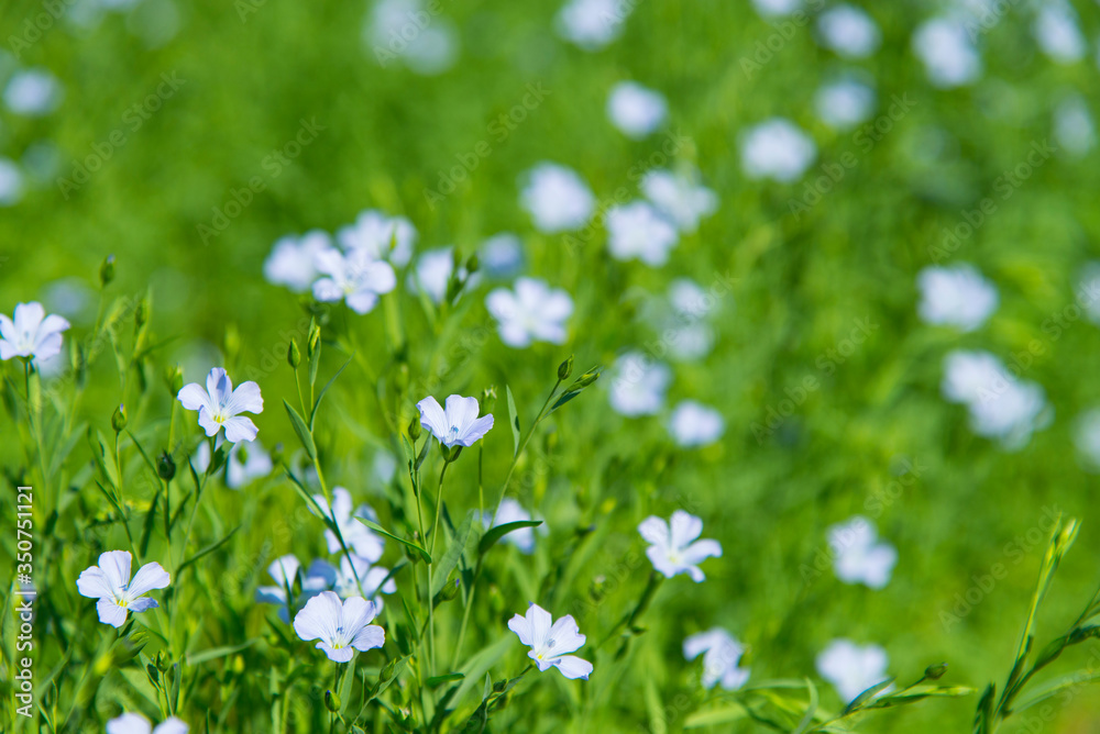 亜麻の花畑 亜麻の花畑