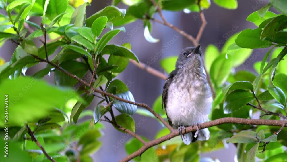 young oriental magpie robin bird on tree branch young oriental magpie robin bird on tree branch