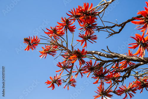 Red flowers of the Illawarra flame tree against a blue sky photo