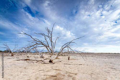 dead trees in the dry salt lakes