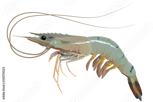 Fresh shrimp or prawn on white background vector
