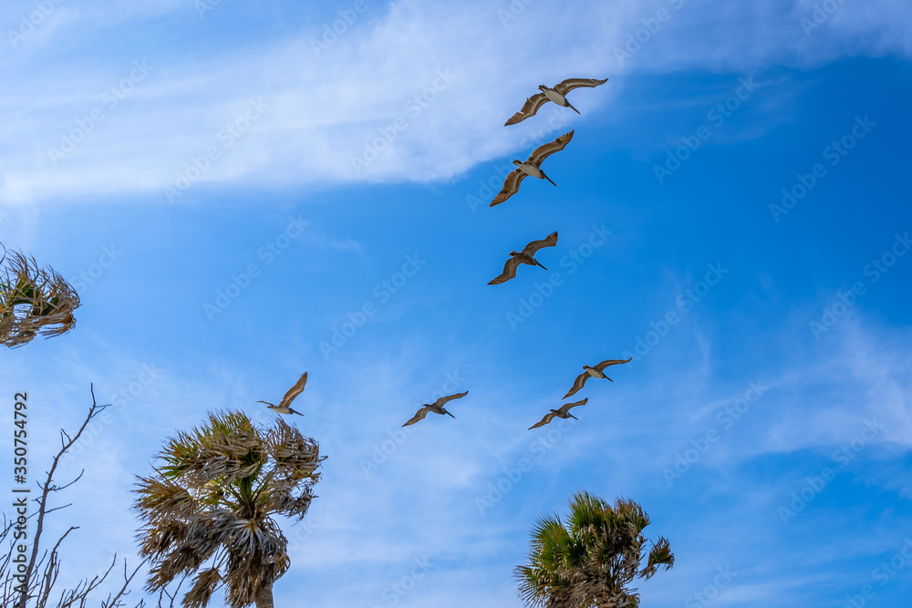 Flying Brown Pelicans