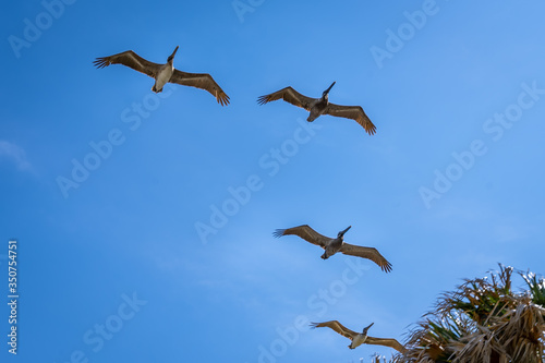 Flying Brown Pelicans