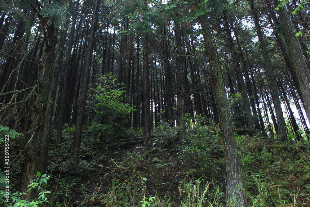 Fototapeta premium 暗いヒノキ林