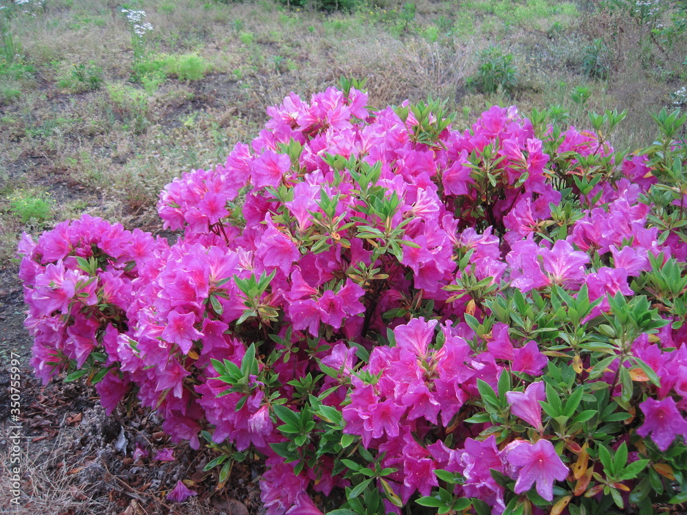 Fototapeta premium Purple azalea flowers wet in the rain