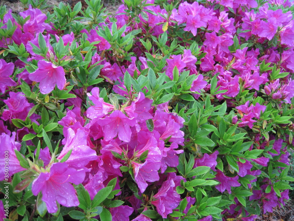 Purple azalea flowers wet in the rain Purple azalea flowers wet in the rain