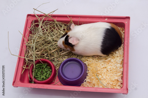 Cute guinea pig in your home with lots of food, water and hay, isolated on white background.