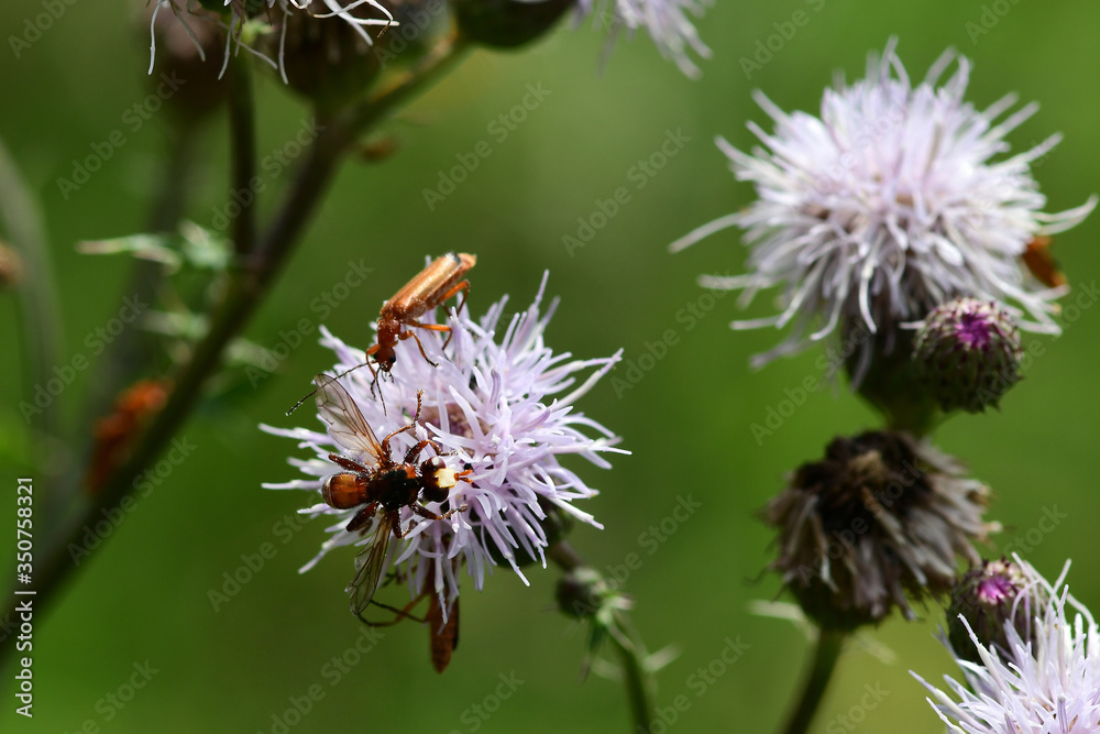 Insects perched on the flowers in the garden Insects perched on the flowers in the garden