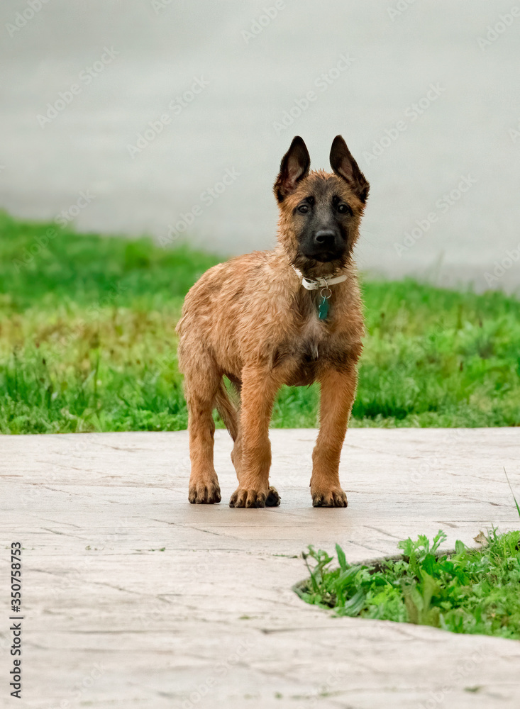 Puppy