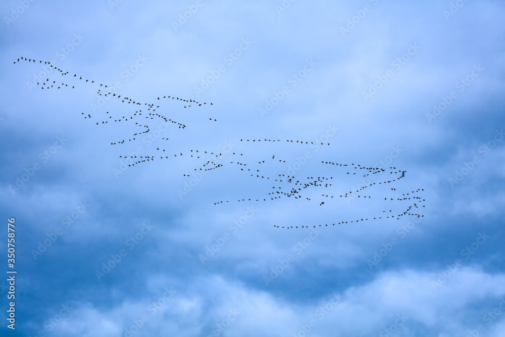 Geese in flocks