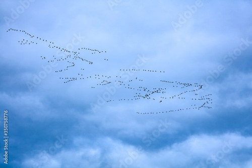 Geese in flocks