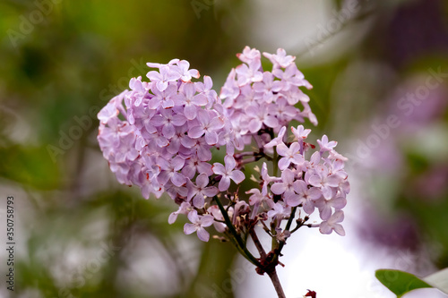 Obraz na płótnie Lilac w salonie