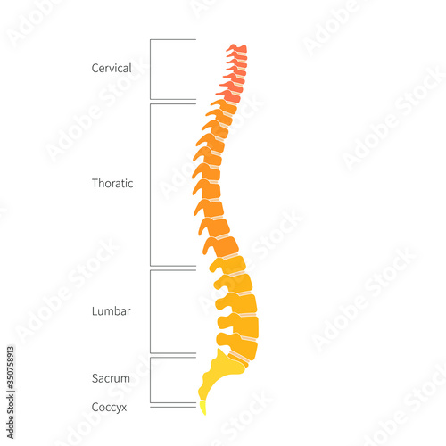 Human spine structure anatomy