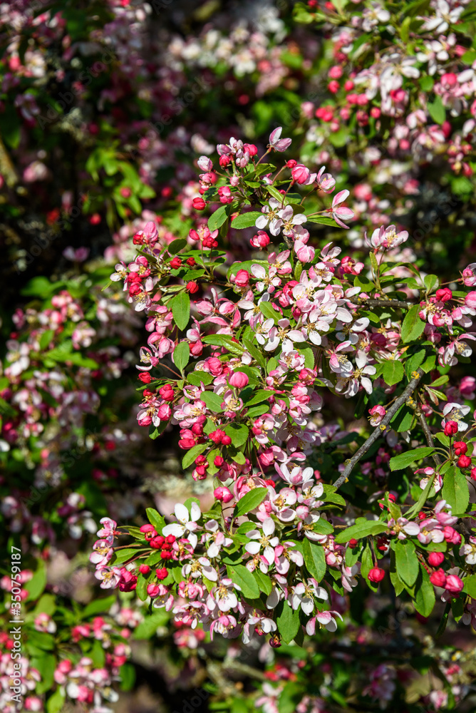 Ornamental tree blooming, pink and white flowers, highlighted by the sun
