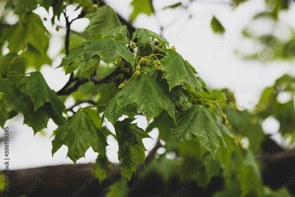 Growing Leaves of a Blooming Hickory Tree Growing Leaves of a Blooming Hickory Tree