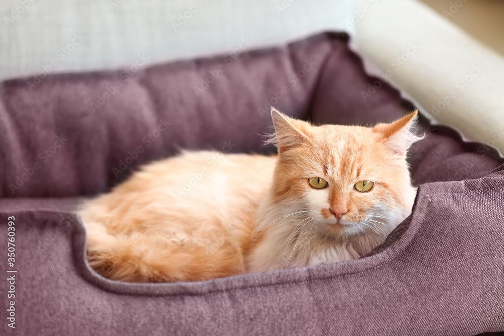 Cute funny cat lying in pet bed at home Cute funny cat lying in pet bed at home