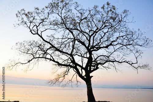 Silhouette Tree By Sea Against Clear Sky © 岡本 怜大/EyeEm