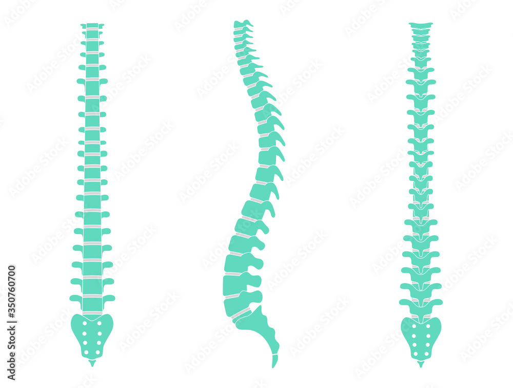 Human spine anatomy vector illustration