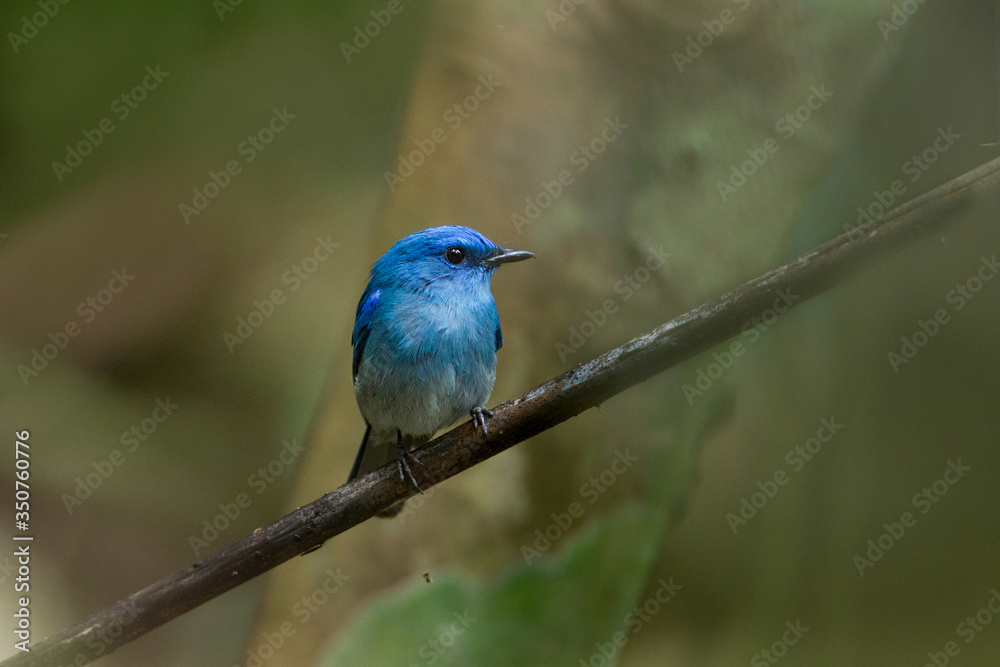Beautiful Pale blue flycatcher, uprisen angle view, front shot, perching and searching on the branch in nature of tropical rainforest, southern Thailand.