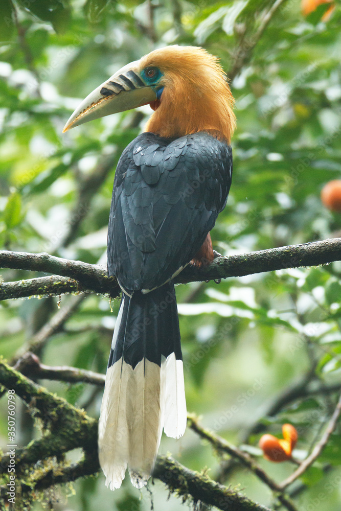 Fototapeta premium Beautiful adult male Rufous-necked hornbill, high angle view, rear shot, in the morning perching on the high branch of the red fruiting tree in montane forest, northern Thailand.