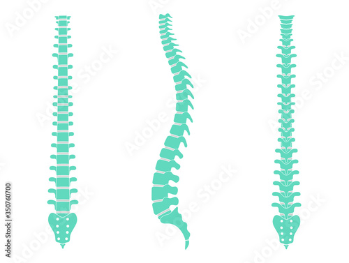 Human spine anatomy vector illustration