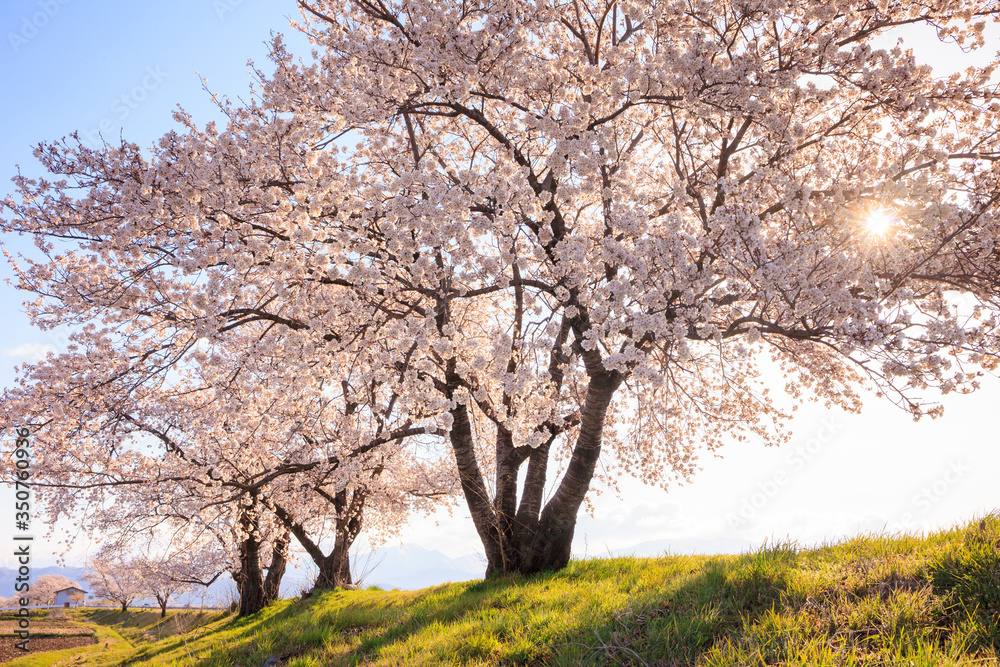 梓川堤防の桜