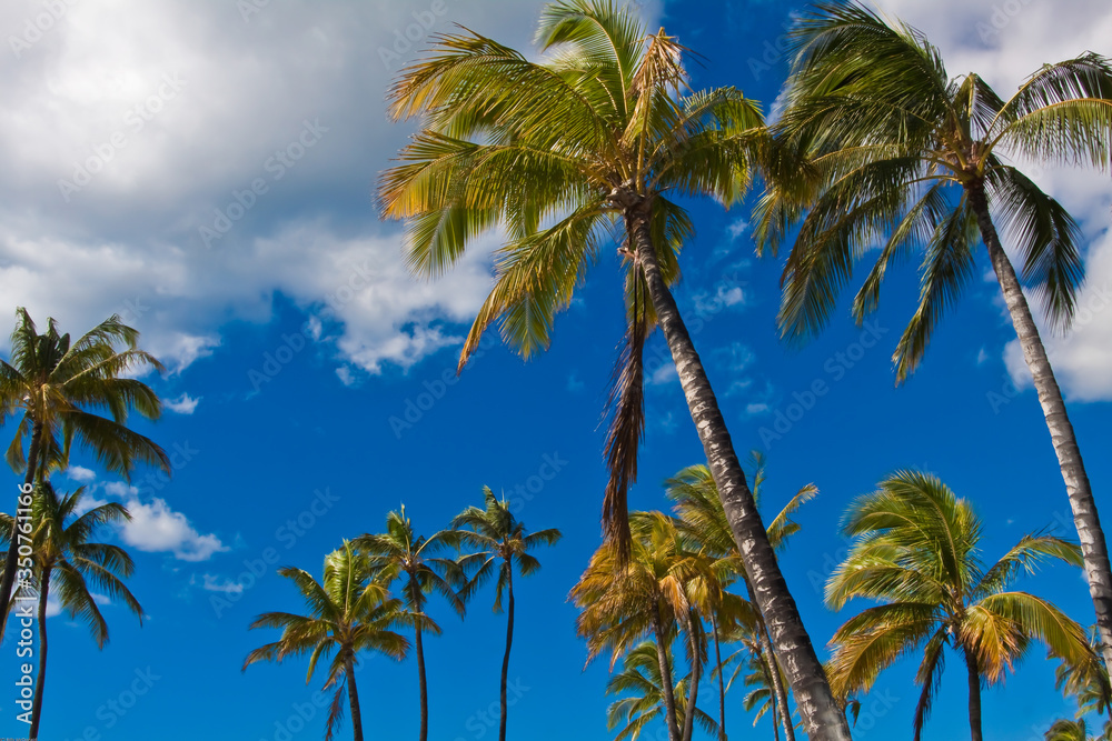Coconut Palms (Cocos nucifera) at Ko Olina Beach Park, Ko Olina, Oahu, Hawaii, USA