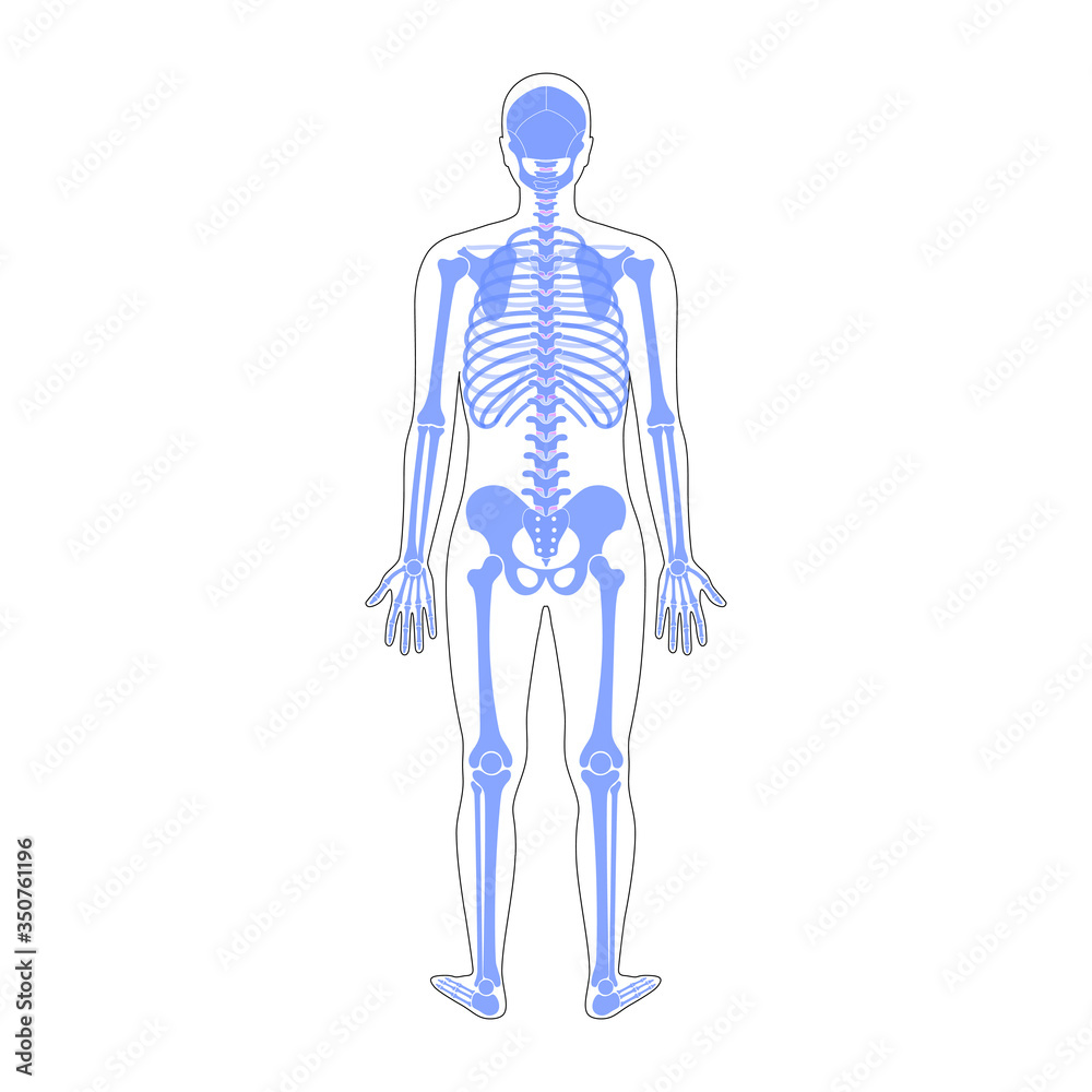 Human man skeleton anatomy Human man skeleton anatomy