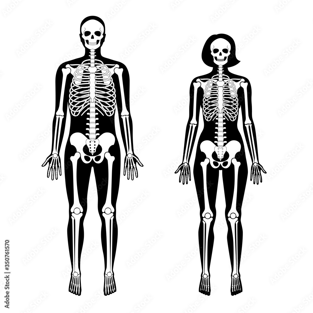 Woman and man skeleton anatomy