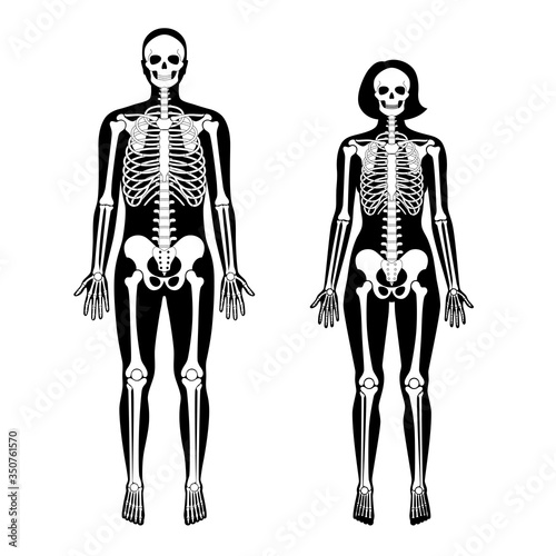 Woman and man skeleton anatomy