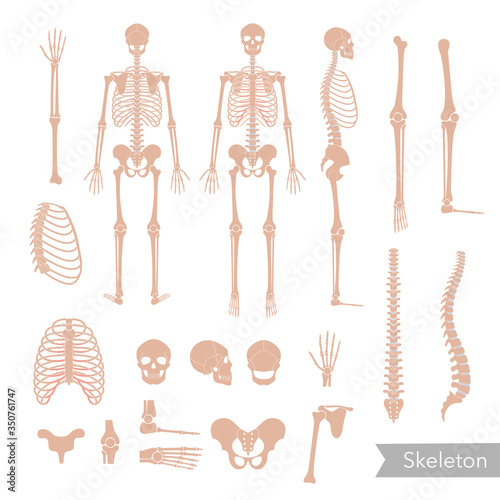 Human man skeleton anatomy