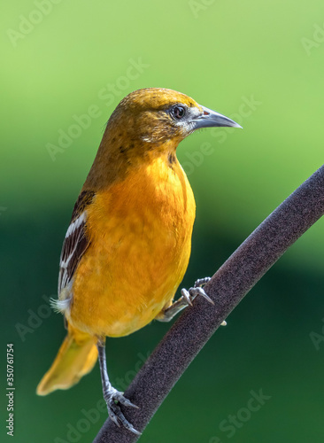 Φωτογραφία Female Baltimore Oriole on Perch - A golden orange female Baltimore oriole bird perches on a curved wrought iron piece backed by a background of green