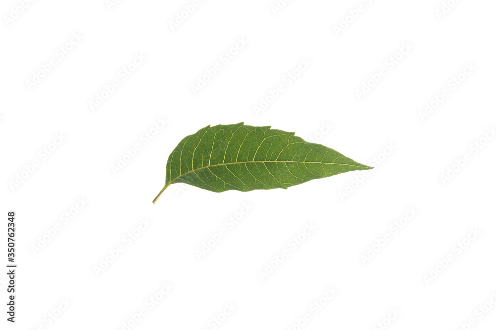 Fototapeta premium Neem leaves separating from the white background