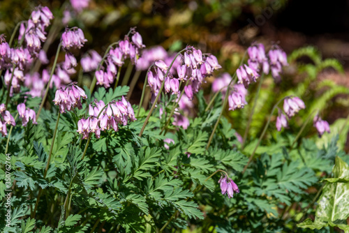 Pink Bleeding Heart flowers blooming in a sunny garden 