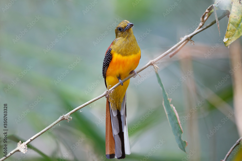 Adult male Orange-breasted trogon, uprisen angle view, rear shot, perching on the branch in the morning in nature of moist tropical forest, in national park of Thailand. Adult male Orange-breasted trogon, uprisen angle view, rear shot, perching on the branch in the morning in nature of moist tropical forest, in national park of Thailand.