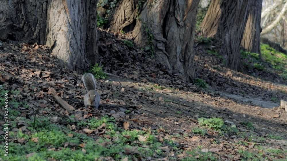 Squirrel searching for food on the ground in the park in Turin Italy. Squirrel searching for food on the ground in the park in Turin Italy.