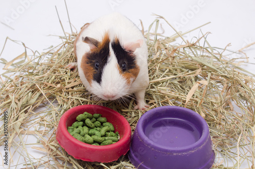 Cute guinea pig with lots of food, water and hay, isolated on white background.