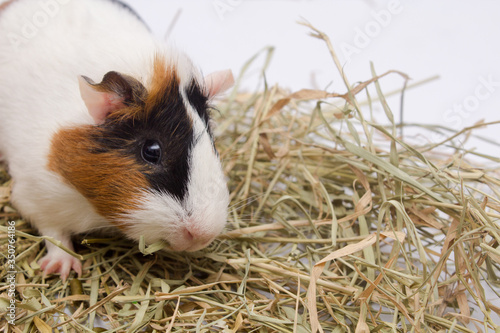 Cute guinea pigwith lots hay, isolated on white background. photo