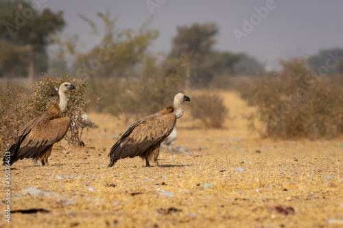 Griffon vulture or Eurasian Griffon or Gyps fulvus at jorbeer conservation reserve  bikaner  rajasthan  india