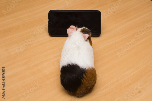 Cute guinea pig on a wooden surface watching a cell phone.