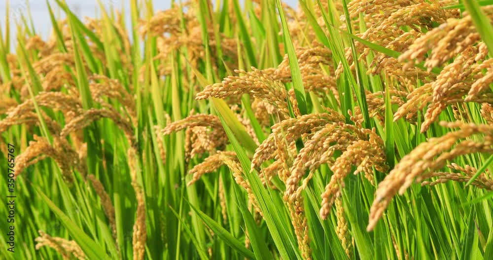 Ripe rice in the countryside farm,autumn harvest season.the ear of rice sways in the wind. Ripe rice in the countryside farm,autumn harvest season.the ear of rice sways in the wind.