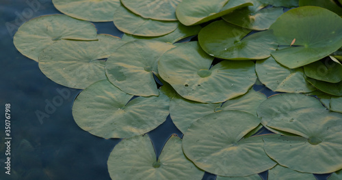 Waterlily green leave in the water pond