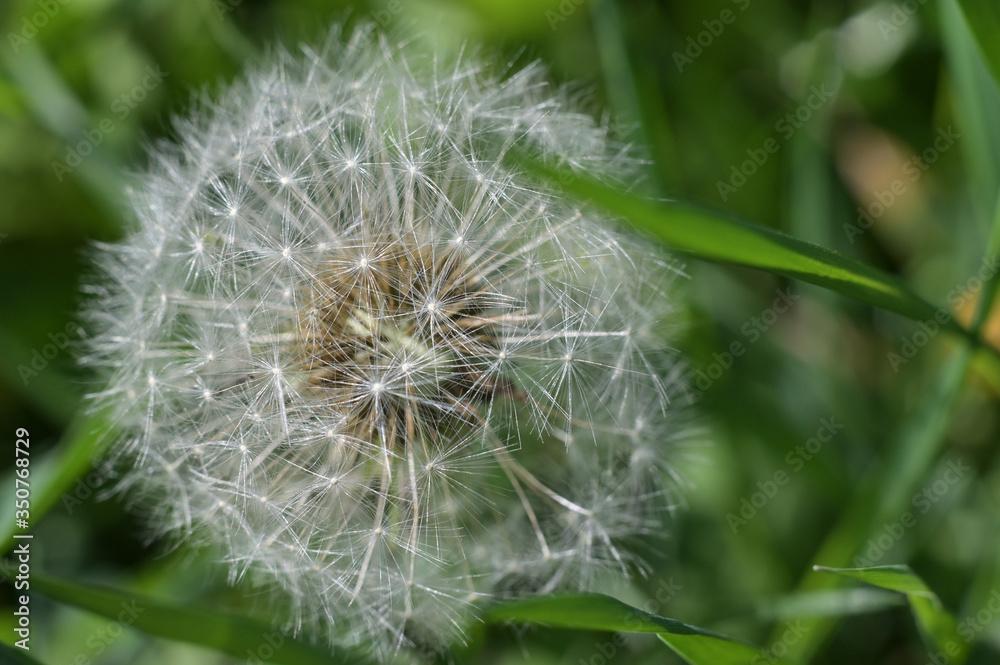 white dandelion white dandelion