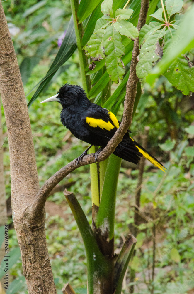 Fototapeta premium Yellow wing black bird perches on a branch.