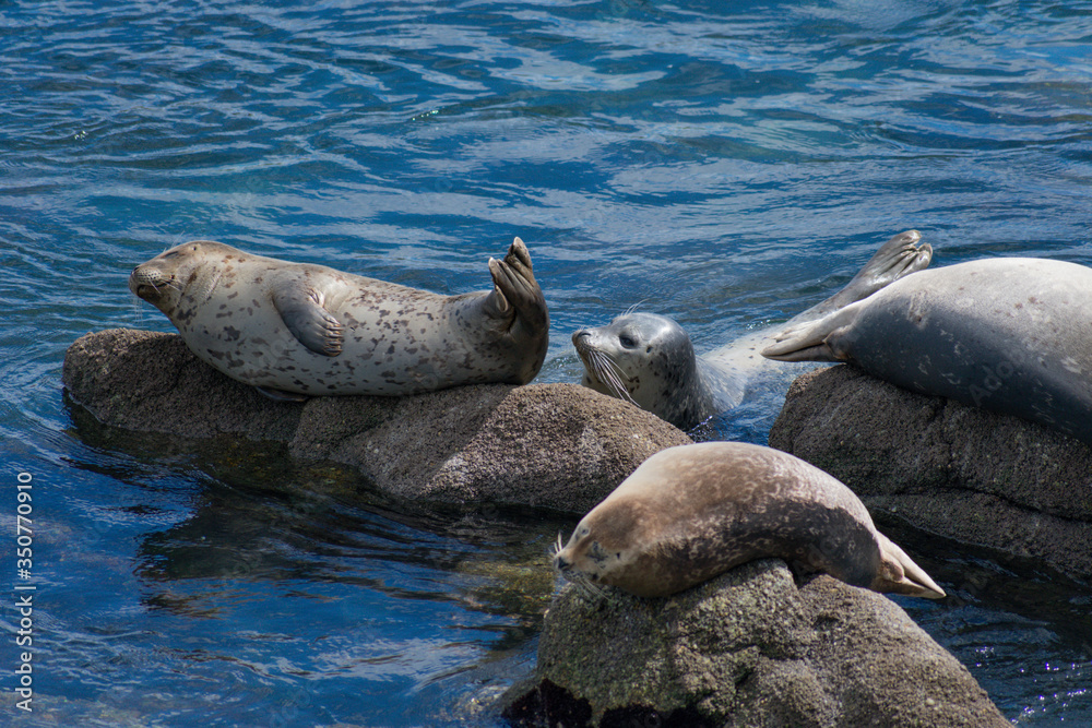 Fototapeta premium Monterey California Sea Lions
